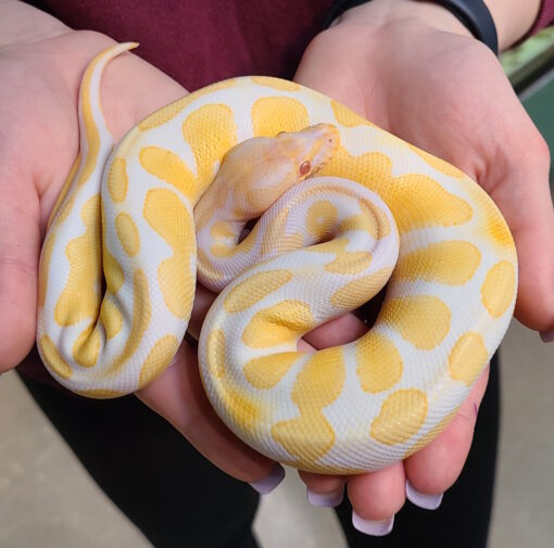 banana ball python