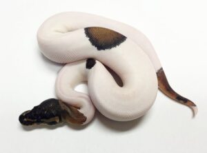 panda pied ball python