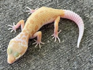 Leucistic Leopard gecko, leopard gecko for sale