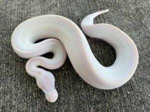 blue eyed leucistic ball python for sale