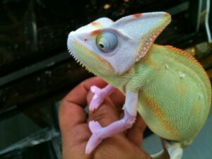 veiled chameleon for sale