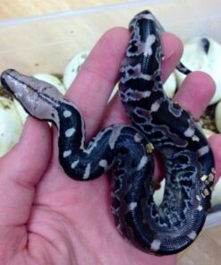 blood python for sale