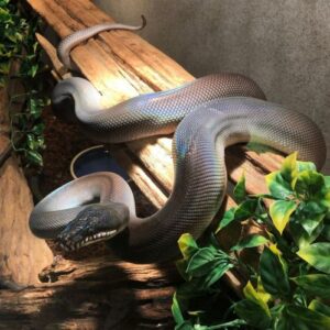 white lipped python for sale | white lipped python