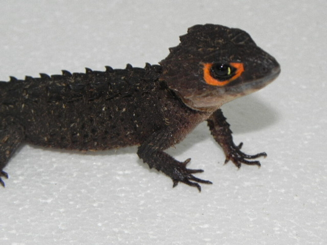 red eyed crocodile skink for sale